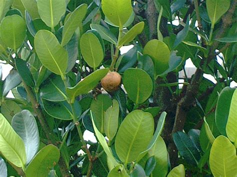 福木種植|フクギ（福木） (Garcinia subelliptica)の特徴,育て方,。